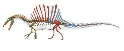 Reconstrucción digital del esqueleto del Spinosaurus aegyptiacus.