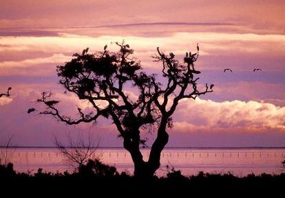 El espacio protegido de Doñana es uno de los más importantes de Europa.