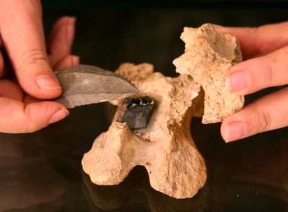 Una flecha clavada en un fósil de cebra de hace 40.000 años.