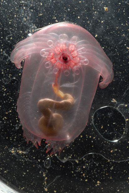 Pepino de mar nadador visto a 2.500 metros en el mar de Célebes.