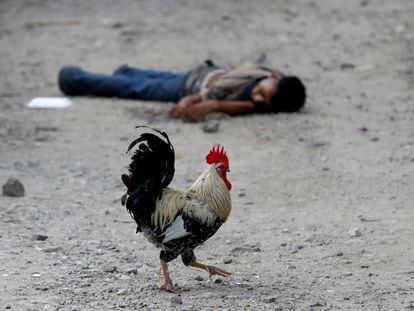 Un gallo pasea delante de un cadáver de un miembro de una pandilla en San Pedro Sula (Honduras), en septiembre de 2018.