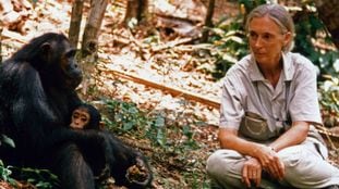 Jane Goodall: “No voy a dejar que tipos como Trump y Bolsonaro me hagan callar” 