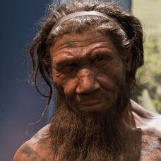 An employee of the Natural History Museum in London looks at model of a Neanderthal male in his twenties, which on display at the museums 'Britain: One Million Years of the Human Story' exhibition which opens on 13th February till 28th September 2014.   (Photo by Will Oliver/PA Images via Getty Images)