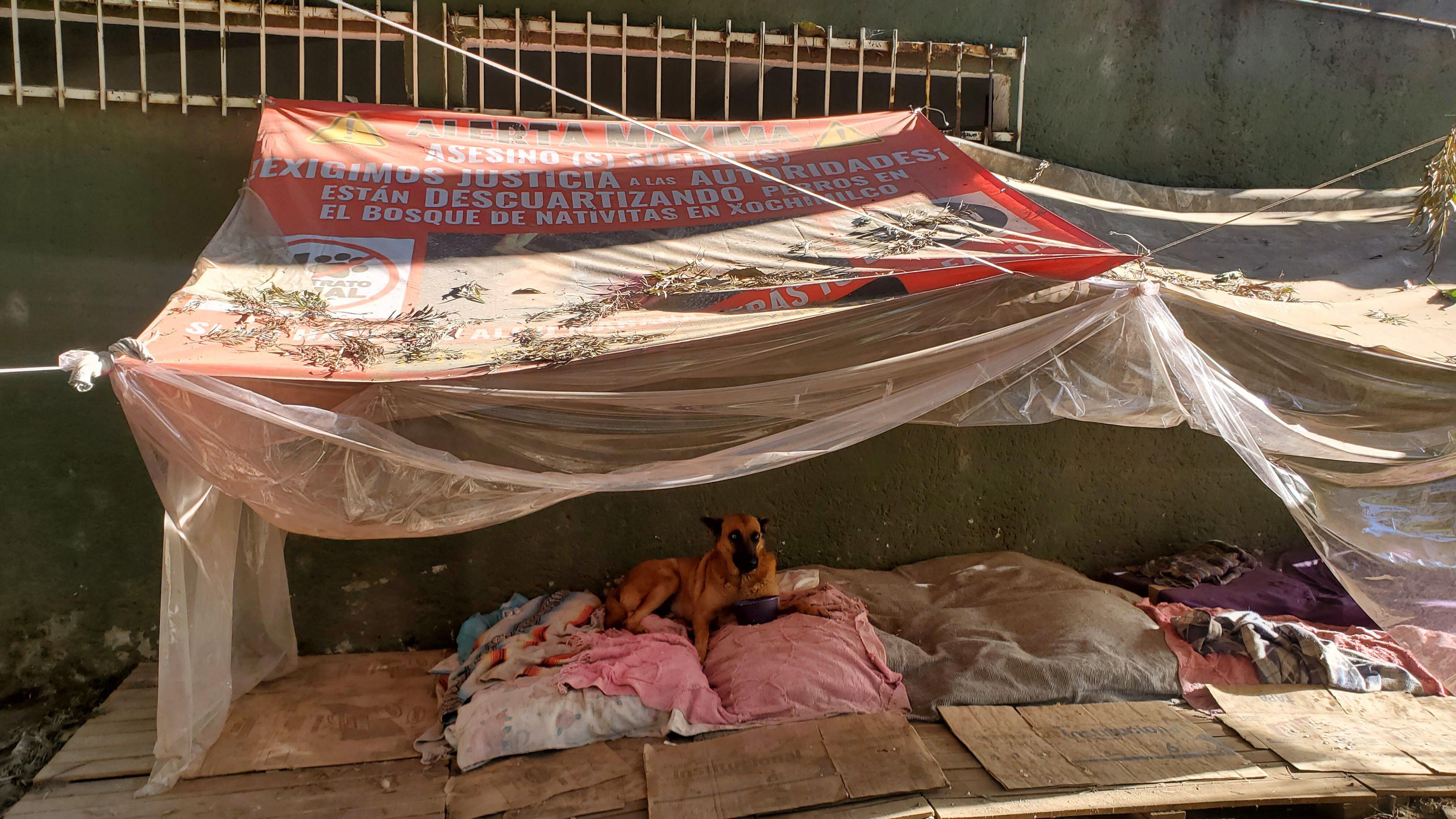 Un perro acostado en el refugio improvisado construido por Magaña y otros vecinos.