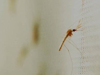 Varios mosquitos 'Anopheles gambiae', transmisores de la malaria.