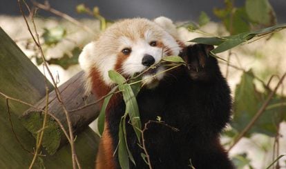 La panda roja 'Sunny', antes de su fuga, en el zoo de Virginia.