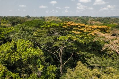 Bosque tropical primario en el cuadrante noreste de la RDC. Los bosques lluviosos de la cuenca del Congo almacenan un tercio más de carbono por hectárea que la Amazonía.