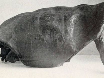 El último ejemplar vivo de la tortuga gigante de la isla Fernandina, en Galápagos, fue visto por última vez hace 111 años.