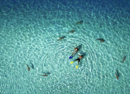Dos jóvenes se bañan rodeados de tiburones en la Polinesia Francesa.