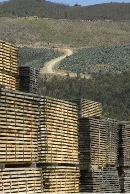 Paneles de madera delante de un monte de eucaliptos en distintas fases de crecimiento, en Trabada.