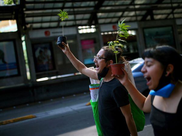 People hold marijuana plants while protesting against the cannabis legalization bill approved by Mexico's Senate as a way to a market that would benefit big companies, outside Congress building in Mexico City, Mexico, November 26, 2020. REUTERS/Edgard Garrido