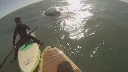 El instante en el una de las ballenas interactúa con dos bañistas en Argentina. 