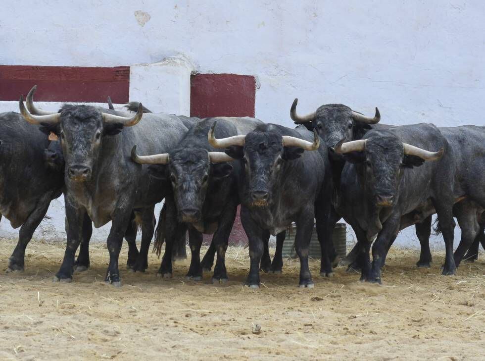 Toros de Adolfo Martín lidiados el pasado jueves en la feria de Castellón.
