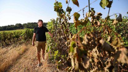 Un viticultor, en unos viñedos de Sussargues, cerca de Montpellier (Francia). 
