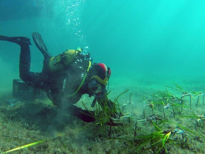 Un buzo planta posidonia en las aguas de Mallorca.