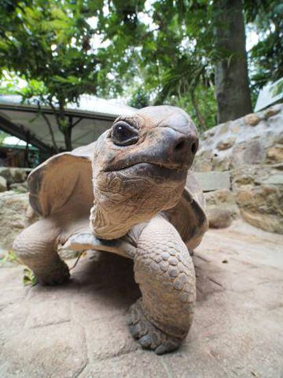 Una tortuga en Seychelles.