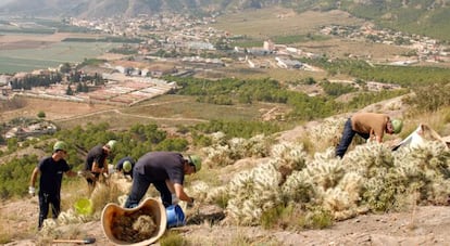 Eliminación de un cactus mexicano en la sierra de Orihuela.