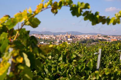 En la localidad valenciana de Requena, los viñedos se extienden a lo largo de 18.000 hectáreas.