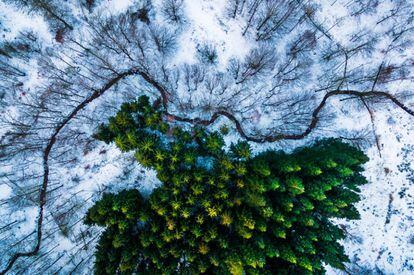 Un conjunto de pinos luce su perenne verde en medio de un bosque de árboles caducifolios cerca de la localidad de Naestved, en Dinarmarca. Esta fotografía ganó el primer puesto en el concurso de <a href="http://www.dronestagr.am/" target="_blank">Dronestagram</a> en la categoría de naturaleza y vida salvaje.