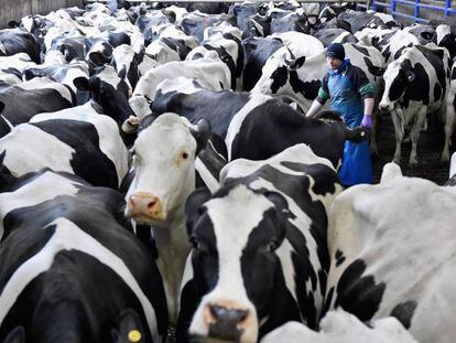 Vacas lecheras en una granja de Balfron, en Escocia.