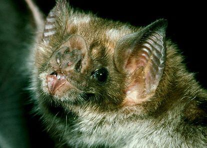 Los murciélagos vampiro han desarrollado sensores de infrarrojo adaptados a un umbral de unos 30 grados centígrados.