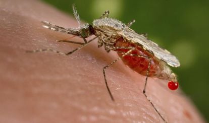 Mosquito transmisor de la malaria.