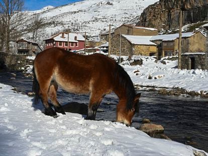 Un caballo bebe agua en medio de la nieve en Cerulleda (León), este lunes.