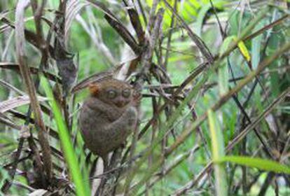 El tarsier, el mono más pequeñodel mundo.