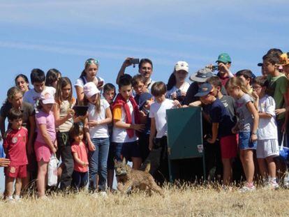 Liberaci&oacute;n de un lince en Sierra Morena oriental, en julio de este a&ntilde;o