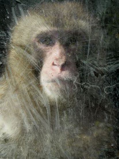 'Un mono casi humano', imagen de la serie 'La isla'.