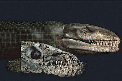 En primer término, cráneo de <i>Dakosaurus andinienses</i> y, detrás, un modelo digitalizado de lo que pudiera ser.