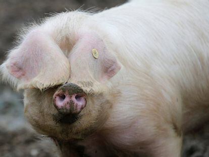 Un cerdo, en una granja en Plesse al frente del Show Internacional de Agricultura de París.