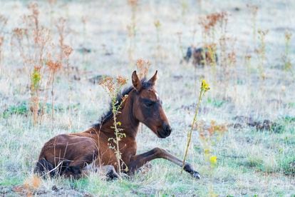 Un caballo en la Dehesa de Solanillos, en Mazarete (Guadalajara).