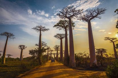 La avenida de los Baobabs, cerca de la ciudad costera de Morondava (Madagascar).