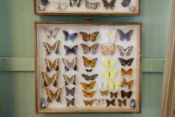 Colección de lepidópteros expuesta en el museo de Rozhdéstveno.