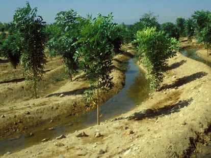 Plantaci&oacute;n de &aacute;rboles para combatir la desertificaci&oacute;n en Luxor (Egipto).