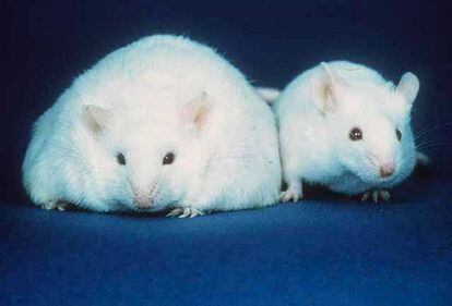 Los investigadores compararon ratones obesos con ratones sanos.