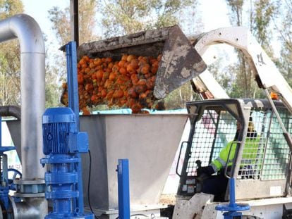 Una de las fases del proceso de transformación de las naranjas urbanas en biogás, en Sevilla.