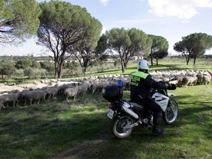 Un policía municipal controla el traslado de las ovejas hasta el corral cedido en la Casa de Campo.