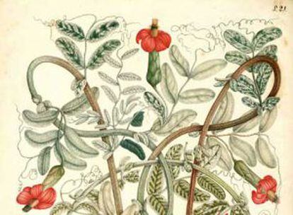 Una de las ilustraciones de José Celestino Mutis.