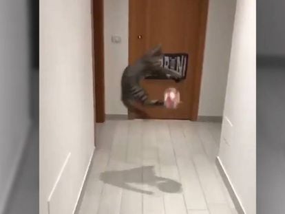 Vídeo de un gata que hace de portera.