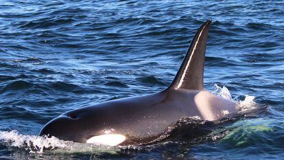 Tras una reunión con científicos nacionales e internacionales especialistas en mamíferos marinos, la prefectura local dijo que que se va a vigilar a la orca desde la distancia con un dron, mientras se emiten comunicaciones  con sonidos para intentar guiarla