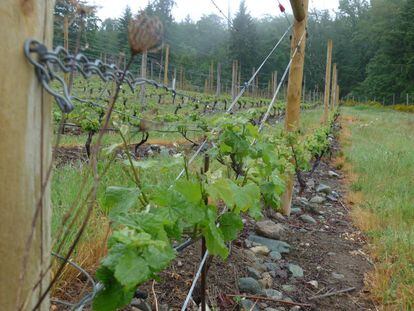 Con el cambio climático, los viñedos de regiones tan al norte como la isla de Vancouver (como el de la imagen) podrán albergar más variedades de uva.