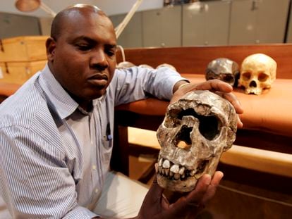 El doctor Frederick Kyalo Manthi muestra un modelo en yeso del cráneo del "Niño de Turkana" que forma parte de una exposición en el Museo Nacional de Kenia.
