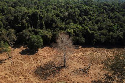 Vista aérea de un árbol muerto cerca de un bosque en la frontera entre Amazonia y Cerrado en Nova Xavantina, estado de Mato Grosso, Brasil 28 de julio de 2021.
