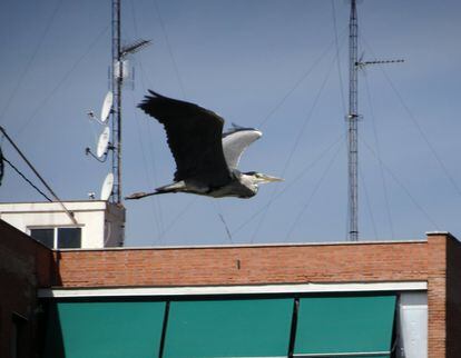 Una garza real sobrevuela los tejados de la ciudad. 