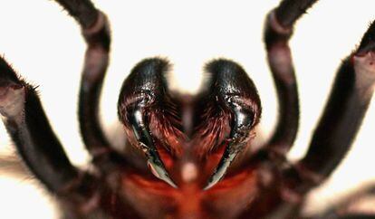 Los quelíceros de la araña de Sidney inyectan un veneno neurotóxico letal para los humanos y otros primates. 