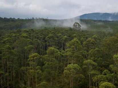 Vista aérea de Cikole, un bosque protegido cerca de Bandung, Indonesia, el 6 de noviembre de 2018. 