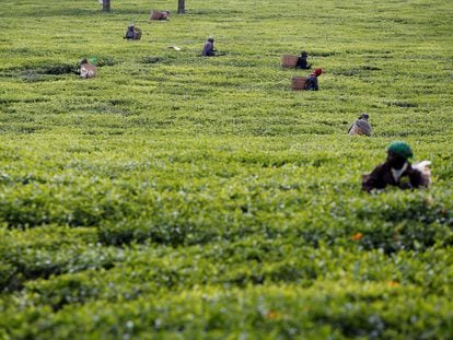 Trabajadores recogen hojas de té en una plantación en el condado de Kiambu, cerca de Nairobi, Kenia.