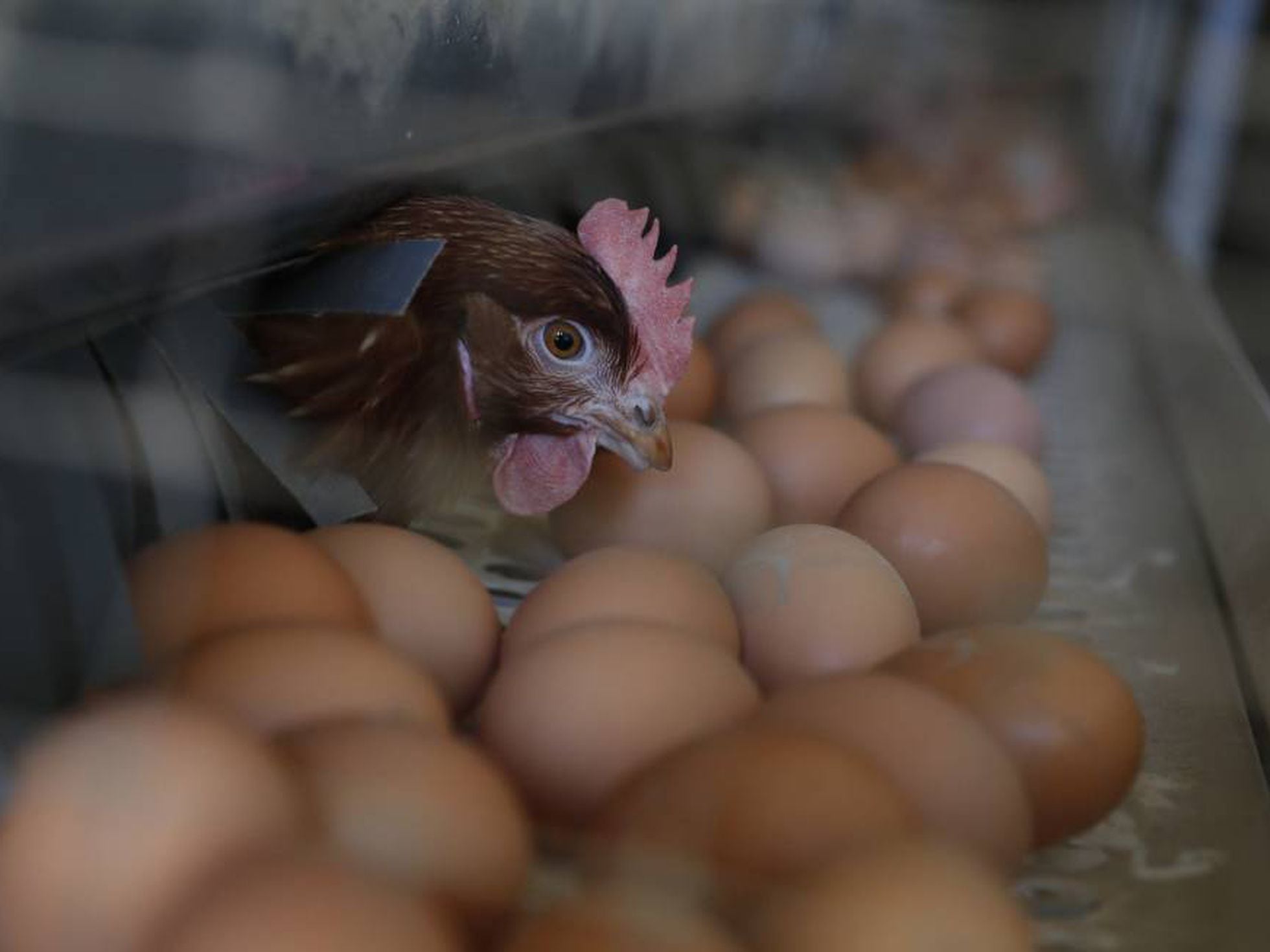 sonido puesto Punta de flecha Cómo identificar el sexo de los pollos en el huevo para evitar su muerte |  Sociedad | EL PAÍS